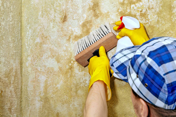 Best Basement Mold Removal  in Poteet, TX